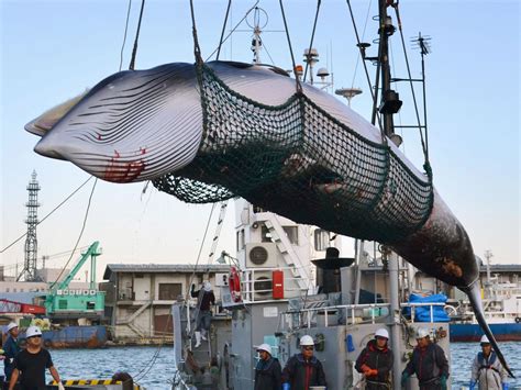 iwc whales|commercial whaling ban.